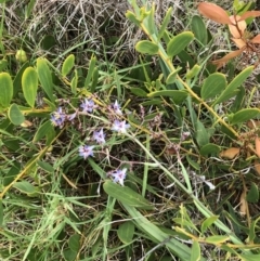 Dianella sp. (Flax Lily) at Tilba Lake Herbarium - 16 Nov 2023 by TilbaLakeHerbarium