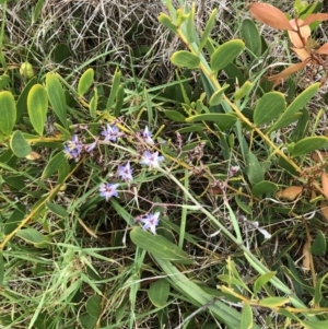 Dianella sp. at Tilba Lake Herbarium - 16 Nov 2023 01:17 PM