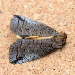 Unidentified Noctuoid moth (except Arctiinae) at Moruya, NSW - 16 Nov 2023 by LisaH