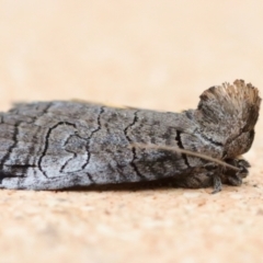 Prorocopis euxantha at suppressed - suppressed