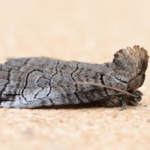 Prorocopis euxantha at suppressed - suppressed