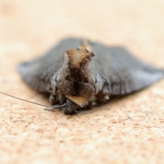 Prorocopis euxantha at suppressed - suppressed