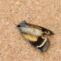Prorocopis euxantha at suppressed - suppressed