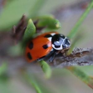 Hippodamia variegata at Moruya, NSW - 16 Nov 2023