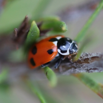 Hippodamia variegata (Spotted Amber Ladybird) at Broulee Moruya Nature Observation Area - 16 Nov 2023 by LisaH