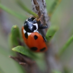 Hippodamia variegata at Moruya, NSW - suppressed