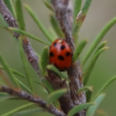 Hippodamia variegata at Moruya, NSW - suppressed