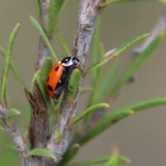 Hippodamia variegata at Moruya, NSW - 16 Nov 2023