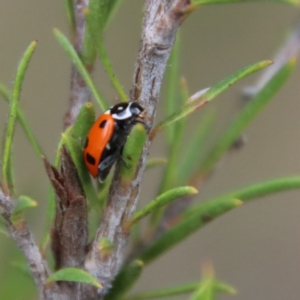 Hippodamia variegata at Moruya, NSW - 16 Nov 2023