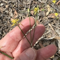Tricoryne elatior (Yellow Rush Lily) at Aranda, ACT - 16 Nov 2023 by lbradley