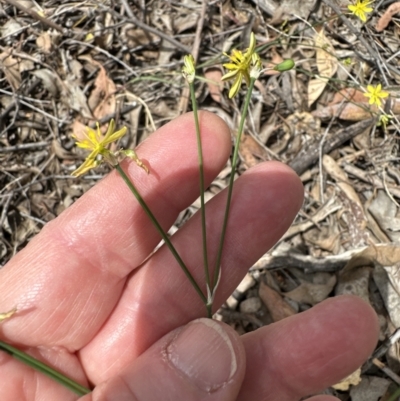 Tricoryne elatior (Yellow Rush Lily) at Belconnen, ACT - 16 Nov 2023 by lbradley