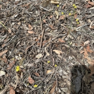 Tricoryne elatior at Aranda Bushland - 16 Nov 2023