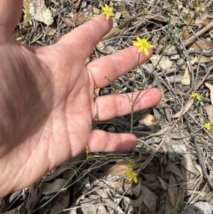 Tricoryne elatior at Aranda Bushland - 16 Nov 2023