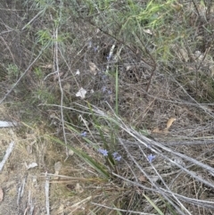 Dianella revoluta var. revoluta at Aranda, ACT - 16 Nov 2023 02:12 PM