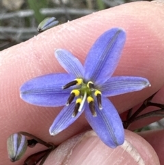 Dianella revoluta var. revoluta at Aranda Bushland - 16 Nov 2023