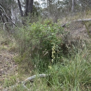 Rubus anglocandicans at Aranda, ACT - 16 Nov 2023