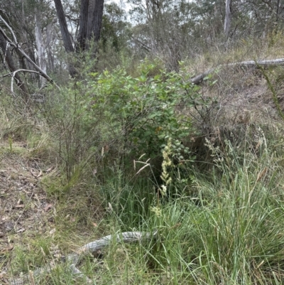 Rubus anglocandicans (Blackberry) at Aranda Bushland - 16 Nov 2023 by lbradley