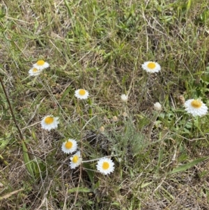 Leucochrysum albicans subsp. tricolor at Molonglo River Reserve - 27 Oct 2023