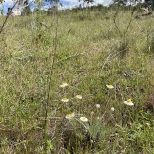 Leucochrysum albicans subsp. tricolor at Molonglo River Reserve - 27 Oct 2023