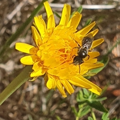 Lasioglossum (Chilalictus) sp. (genus & subgenus) (Halictid bee) at Saint Marks Grassland - Barton ACT - 13 Nov 2023 by ChrisBenwah