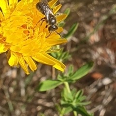 Lasioglossum (Chilalictus) sp. (genus & subgenus) at St Marks Grassland (SMN) - 13 Nov 2023