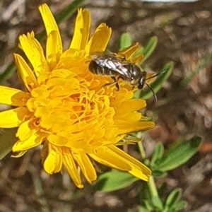 Lasioglossum (Chilalictus) sp. (genus & subgenus) at St Marks Grassland (SMN) - 13 Nov 2023