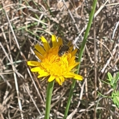 Lasioglossum (Chilalictus) sp. (genus & subgenus) at St Marks Grassland (SMN) - 13 Nov 2023