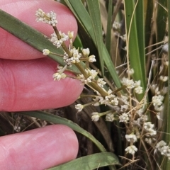 Lomandra multiflora (Many-flowered Matrush) at Belconnen, ACT - 14 Nov 2023 by sangio7