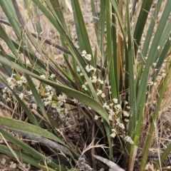 Lomandra multiflora at The Pinnacle - 14 Nov 2023