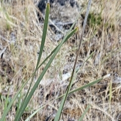 Lomandra multiflora at The Pinnacle - 14 Nov 2023 11:09 AM