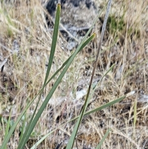 Lomandra multiflora at The Pinnacle - 14 Nov 2023 11:09 AM