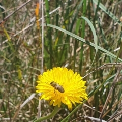 Lasioglossum (Chilalictus) sp. (genus & subgenus) (Halictid bee) at Saint Mark's Grassland, Barton - 13 Nov 2023 by ChrisBenwah