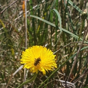 Lasioglossum (Chilalictus) sp. (genus & subgenus) at St Marks Grassland (SMN) - 13 Nov 2023