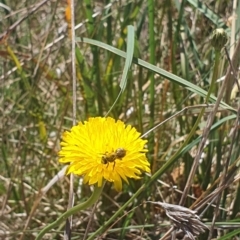 Lasioglossum (Chilalictus) sp. (genus & subgenus) at St Marks Grassland (SMN) - 13 Nov 2023