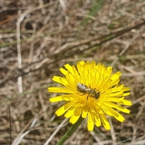 Lasioglossum (Chilalictus) sp. (genus & subgenus) at St Marks Grassland (SMN) - 13 Nov 2023