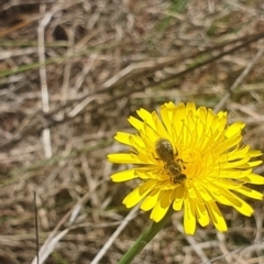 Lasioglossum (Chilalictus) sp. (genus & subgenus) at St Marks Grassland (SMN) - 13 Nov 2023