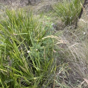 Rosa rubiginosa at Aranda, ACT - 16 Nov 2023 02:20 PM