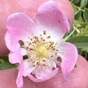 Rosa rubiginosa at Aranda, ACT - 16 Nov 2023