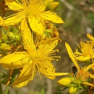 Mordellidae (family) at St Marks Grassland (SMN) - 13 Nov 2023 11:17 AM