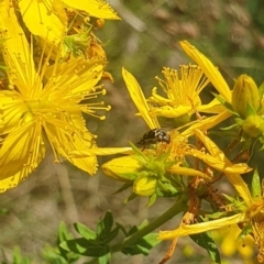 Mordellidae (family) at St Marks Grassland (SMN) - 13 Nov 2023