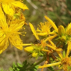 Mordellidae (family) at St Marks Grassland (SMN) - 13 Nov 2023 11:17 AM