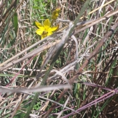 Lasioglossum (Chilalictus) sp. (genus & subgenus) (Halictid bee) at Saint Marks Grassland - Barton ACT - 13 Nov 2023 by ChrisBenwah