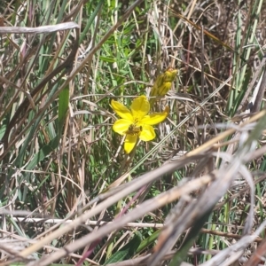 Lasioglossum (Chilalictus) sp. (genus & subgenus) at St Marks Grassland (SMN) - 13 Nov 2023 11:17 AM