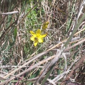 Lasioglossum (Chilalictus) sp. (genus & subgenus) at St Marks Grassland (SMN) - 13 Nov 2023 11:17 AM