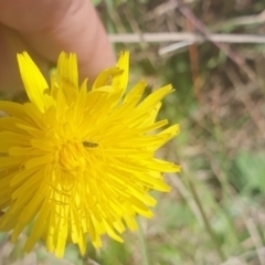 Dasytinae (subfamily) (Soft-winged flower beetle) at Saint Mark's Grassland, Barton - 13 Nov 2023 by ChrisBenwah