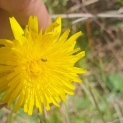 Dasytinae (subfamily) at St Marks Grassland (SMN) - 13 Nov 2023