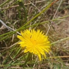 Dasytinae (subfamily) at St Marks Grassland (SMN) - 13 Nov 2023