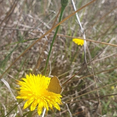 Zizina otis (Common Grass-Blue) at St Marks Grassland (SMN) - 13 Nov 2023 by ChrisBenwah