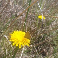 Zizina otis at St Marks Grassland (SMN) - 13 Nov 2023