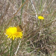 Zizina otis at St Marks Grassland (SMN) - 13 Nov 2023 11:07 AM